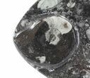 Fish-Shaped Fossil Goniatite Dish (Black) - Stoneware #62457-1